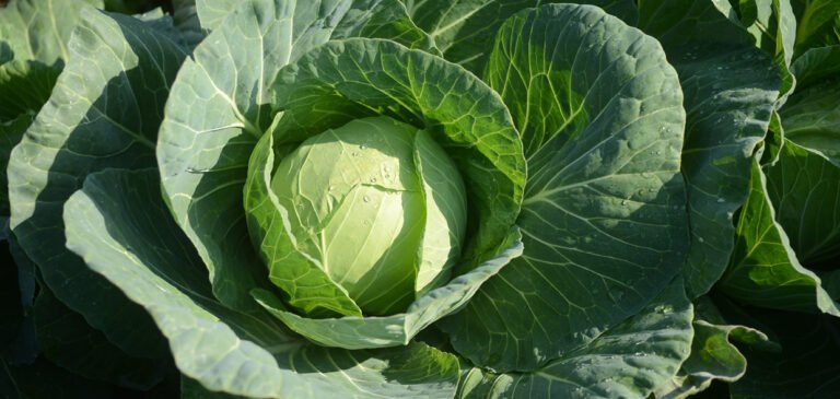 Farming business of eggplant and cabbage