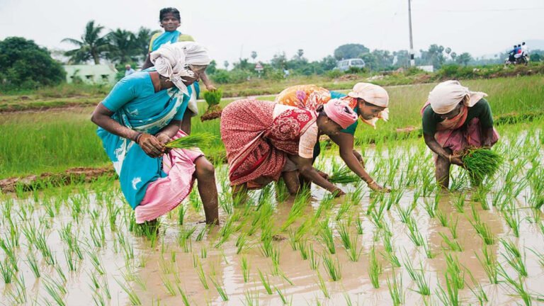 Farming business of eggplant and cabbage